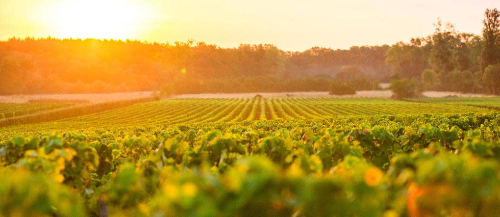 Durant les 3 premiers week-ends de décembre, les châteaux de l’appellation ouvrent leurs portes au public avec des ventes sur commande. 
