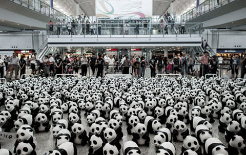 The pandas are currently on tour in Hong Kong, invading the airport and the giant Tian Tan Buddha.