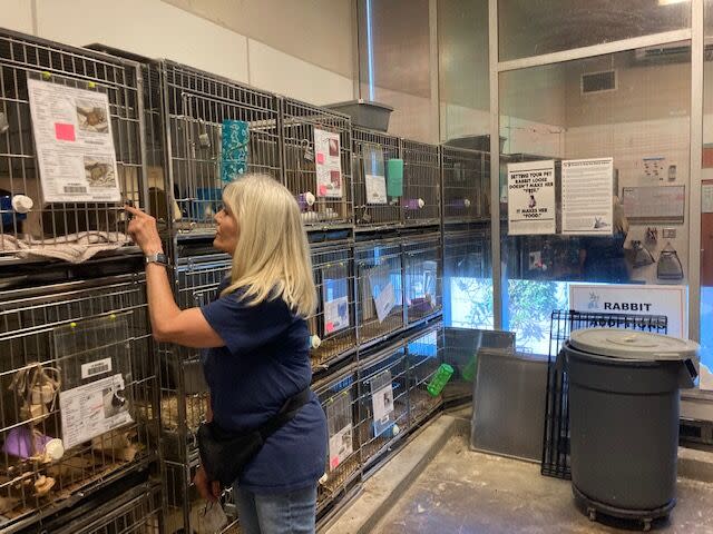 A woman looks into cages holding guinea pigs and rabbits at an animal shelter.