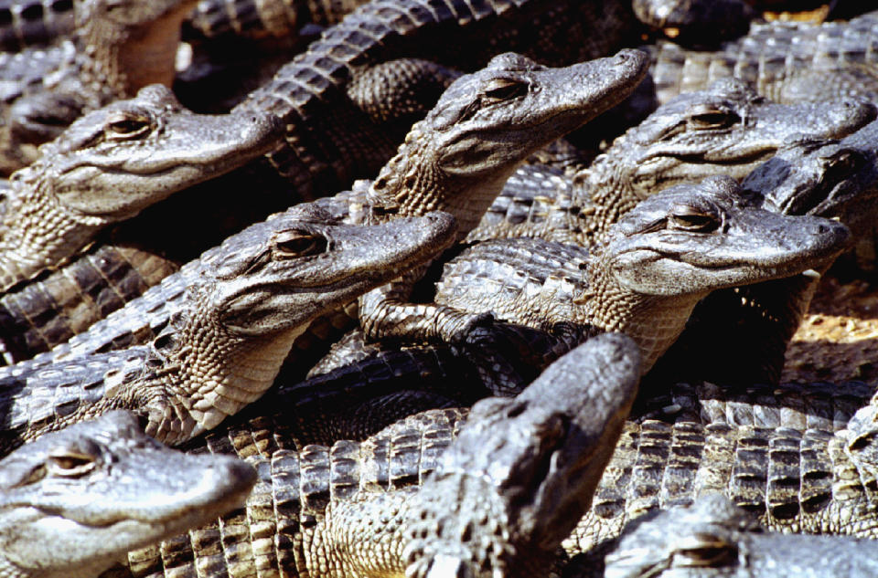 Junge Alligatoren in einer Alligatorfarm in Florida (Bild: Reuters)