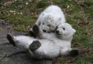 Twin polar bear cubs play outside in their enclosure at Tierpark Hellabrunn in Munich, March 19, 2014. The 14 week-old cubs born to mother Giovanna and who have yet to be named, made their first public appearance on Wednesday. REUTERS/Michael Dalder (GERMANY - Tags: ANIMALS SOCIETY TPX IMAGES OF THE DAY)