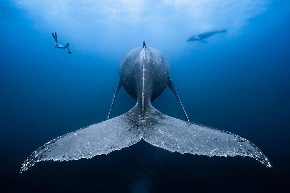 "Gentle Giants" by François Baelen. A whale's tail.