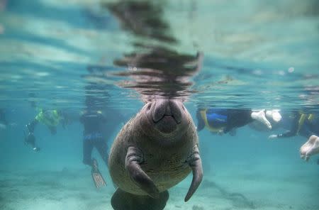 A Florida manatee swims in the Three Sisters Springs while under the watchful eye of snorkelers in Crystal River, Florida January 15, 2015. REUTERS/Scott Audette