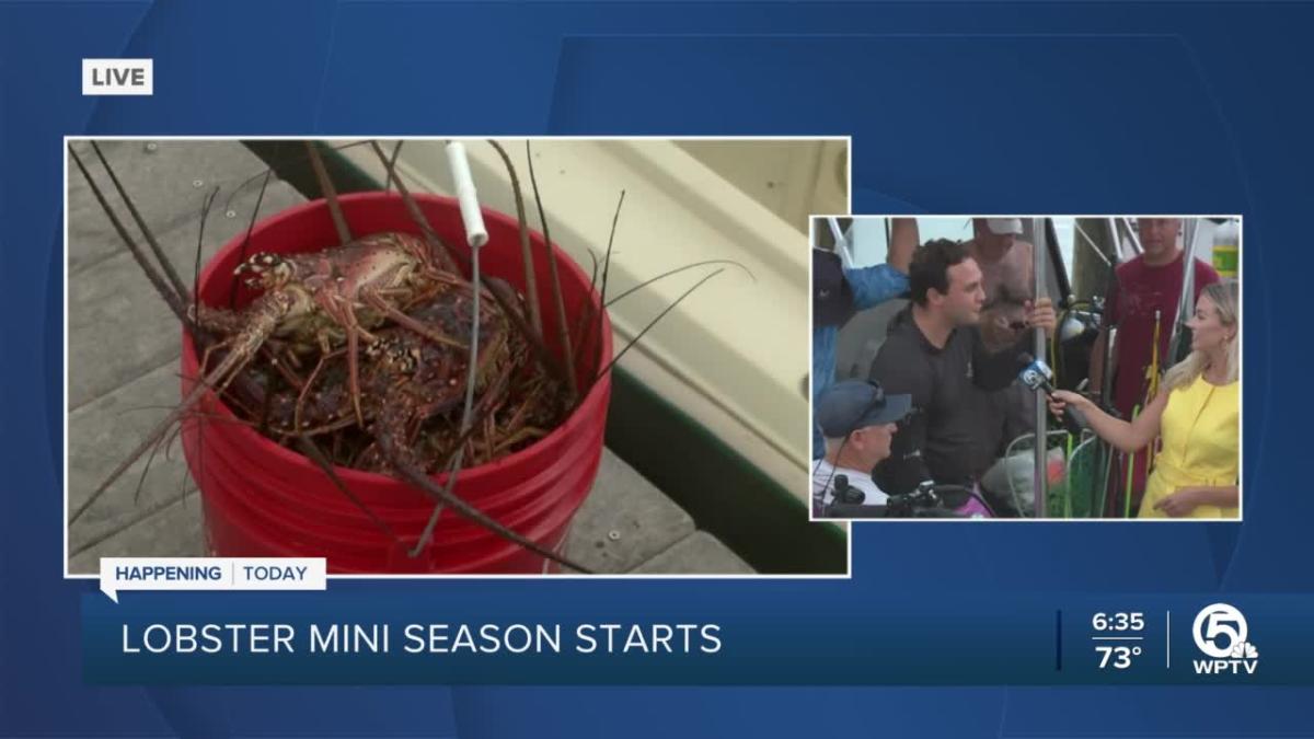 Lobster miniseason kicks off Wednesday