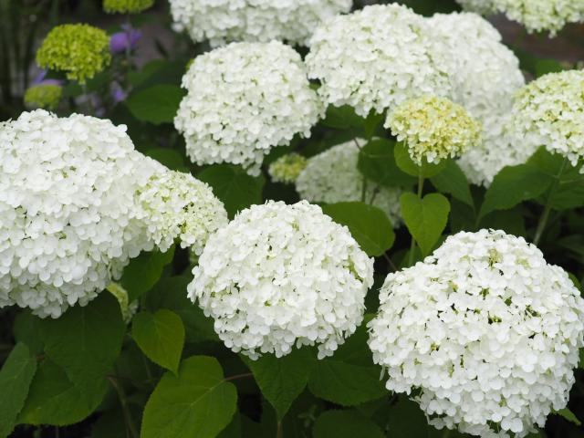 Image of Close-up of white hydrangea bloom