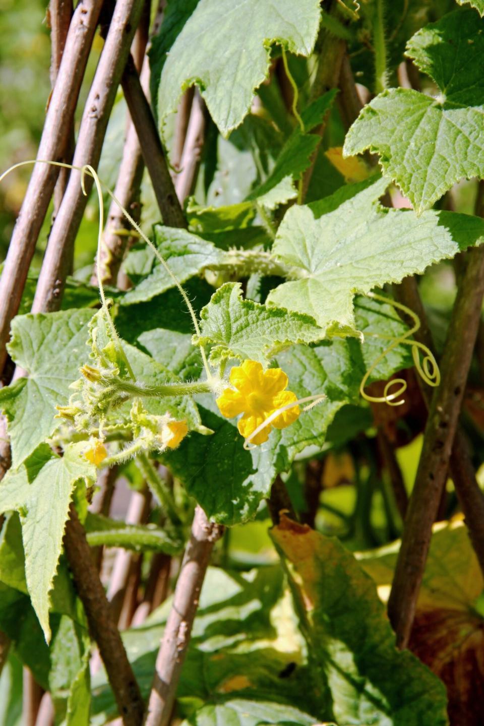 Bamboo Cucumber Trellis with Yellow Cucumber Blossoms