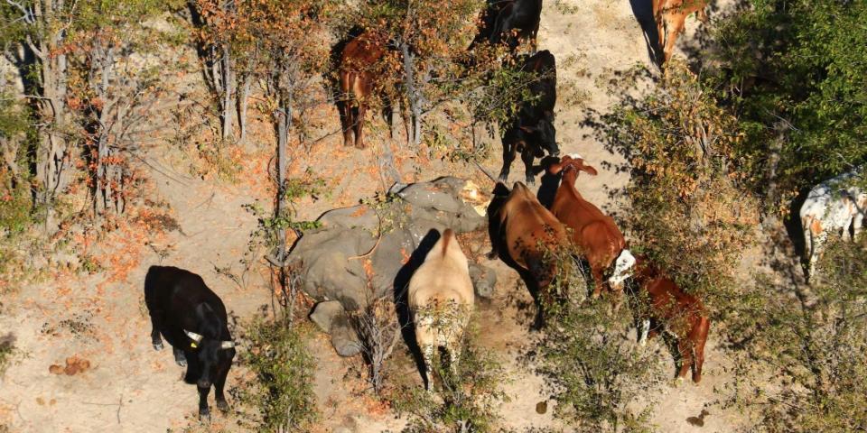 Botswana elephant deaths