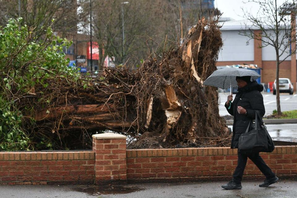 A tree in south London uprooted by Storm Dennis: PA