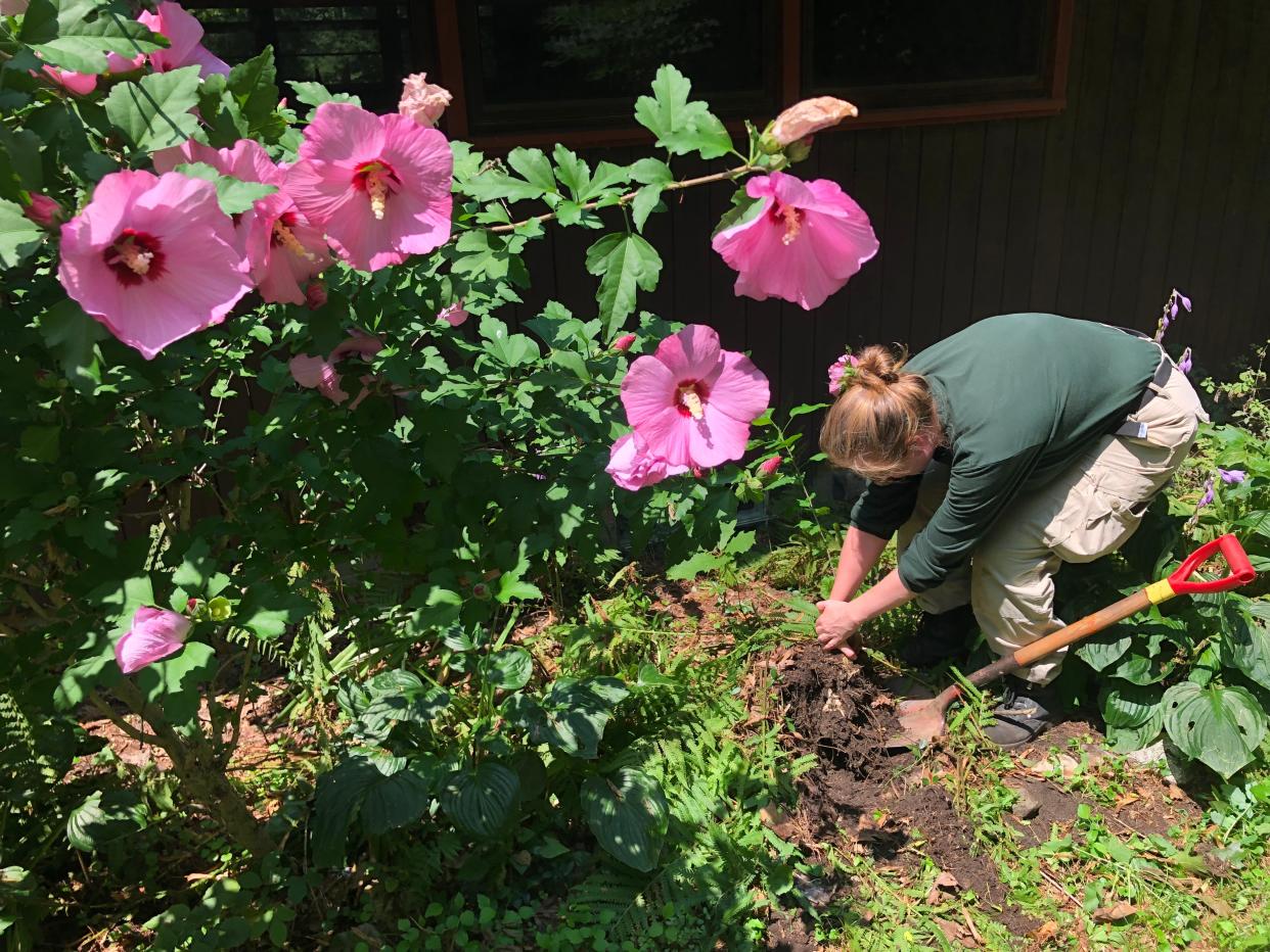 Naomi Brown, an AmeriCorps member from Ohio, removes a flowering, non-native rose of Sharon bush at The Mishawaka Res on Monday, July 31, 2023.