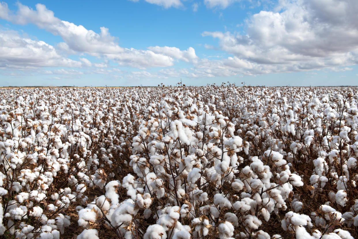 Cotton is one of the thirstiest crops to harvest. (Getty Images)