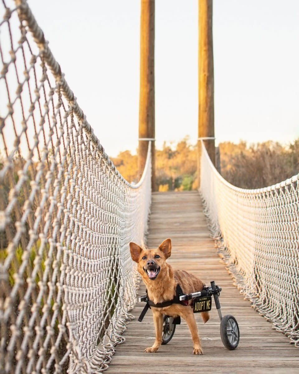 Dog with Special Needs Waiting for home