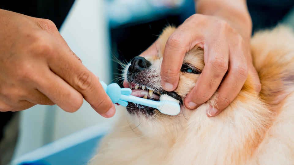 brushing dog's teeth