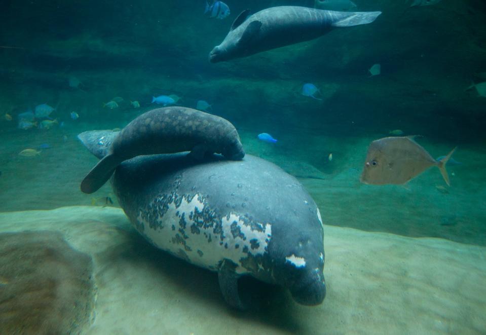 Orphan manatees, Squirrel and Scampi eat lunch alongside longtime manatee resident Stubby, Thursday, November 19, 2020, at the Columbus Zoo and Aquarium. Squirrel, the smallest, has bonded with Stubby faster than any previous calves, and mostly doesn't leave her side. Florida manatees that are federally regulated and the two calves are destined to be returned to the wild.