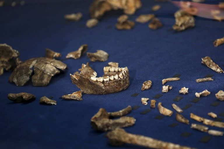 Restos del Homo naledi, encontrados cerca de Johanesburgo, en Sudáfrica