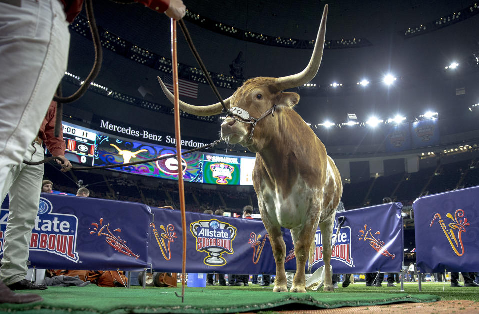 Bevo XV stands on the field before the Sugar Bowl between Texas and Georgia on Tuesday New Orleans, Louisiana. (Nick Wanger/Austin American-Statesman via AP)
