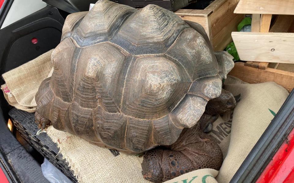 Seven valuable and rare giant tortoises were found dead in Ashclyst Forest, early Jan 2024