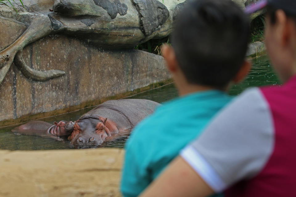 HipopÃ³tamo en el ZoolÃ³gico de Guadalajara.