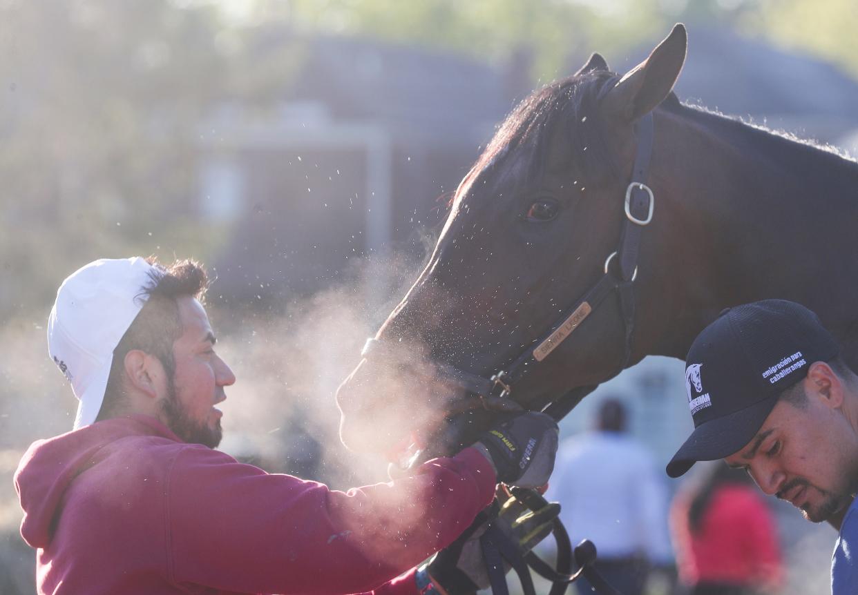 Sierra Leone snorts into the face of a handler while the colt is bathed on the backside of Churchill Downs Monday morning, Sierra Leone is currently the favorite for the 150th Kentucky Derby. The colt was sold for $2.3 million, the highest-priced yearling at the Fasig-Tipton Saratoga yearling sale. He won this year's Toyota Bluegrass Stakes in Keeneland. April 21, 2024.