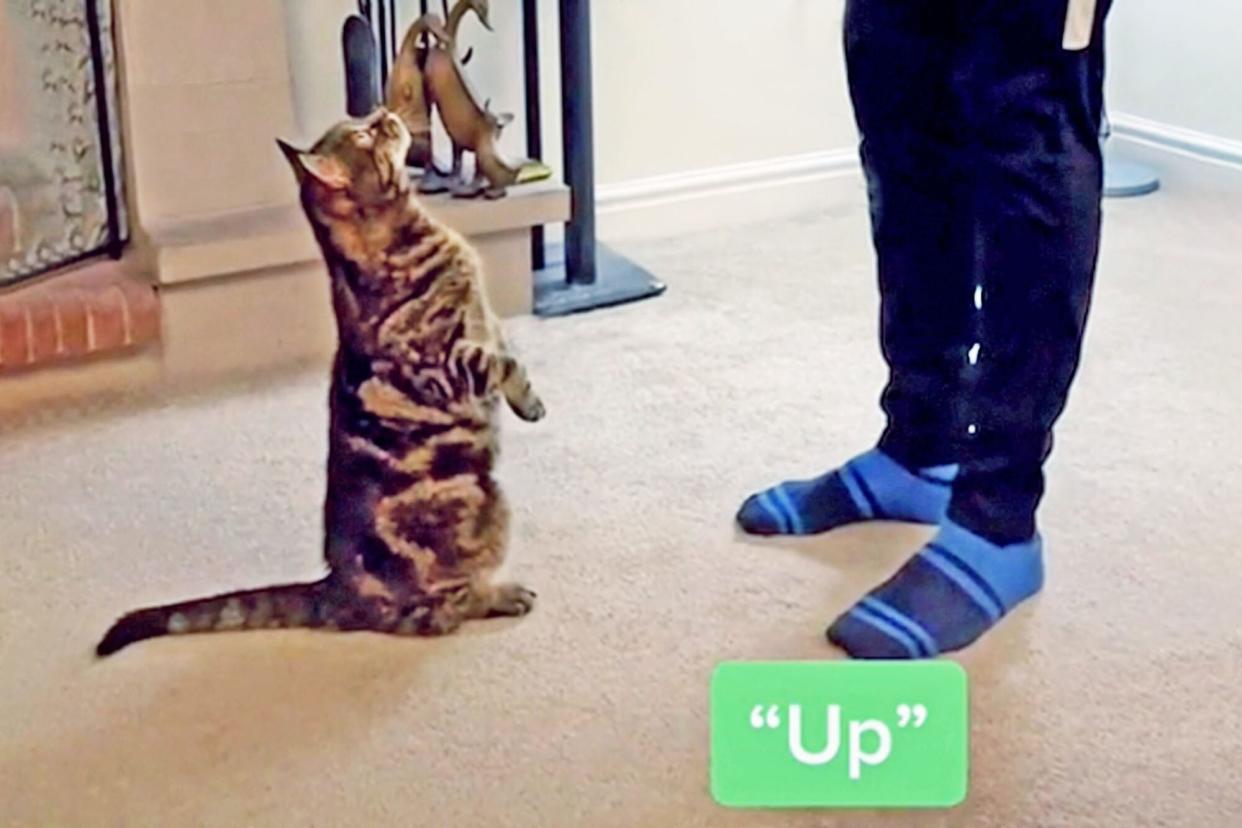 man teaching tabby cat to sit on his hind legs