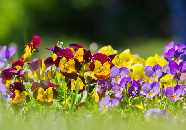 Cultiver des pensées pour des floraisons abondantes au jardin