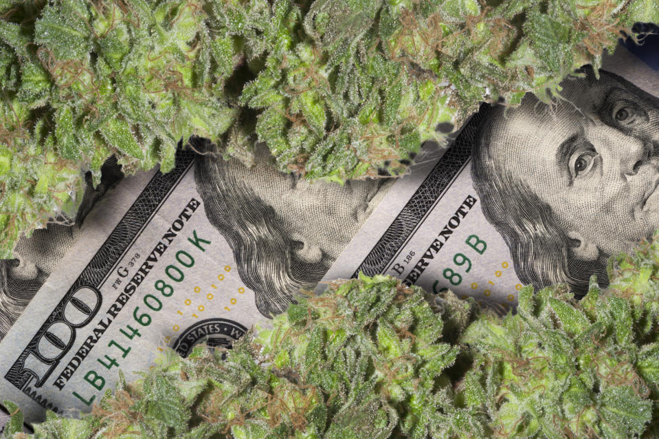 Two rows of cannabis buds lying atop neatly arranged hundred dollar bills.