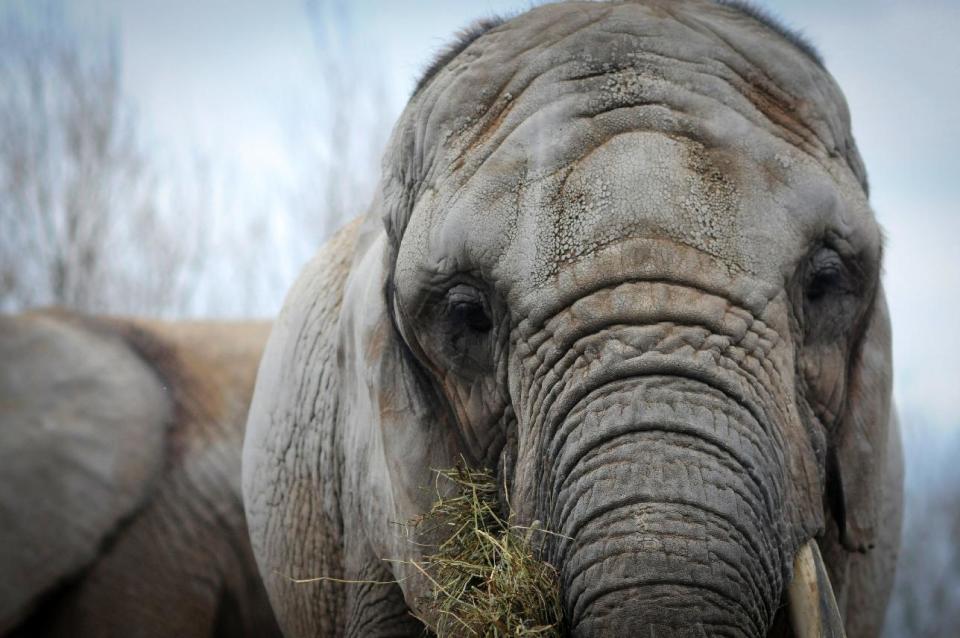 In this image taken on April 5, 2011 provided by PAWS/Zoocheck Canada, an African elephant, Toka, age 41, is shown in the Toronto Zoo in Toronto, Canada. Toka is being retired from the zoo after 37 years, and will be flown on Aug. 2, 2012 to PAWS' 2,300-acre sanctuary in San Andreas, Calif. (AP Photo/PAWS/Zoocheck Canada, Jo-Anne McArthur)