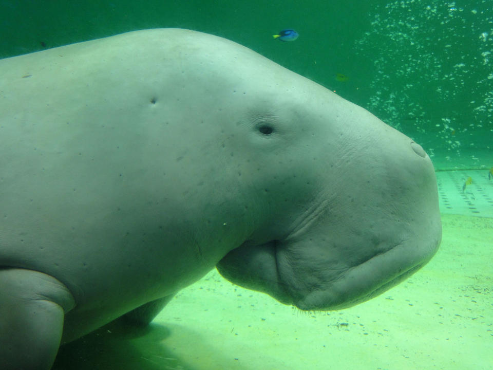 This Sept. 5, 2012 photo shows Serena, a dugong at the Toba Aquarium in Toba, Japan. Dugongs, a sea mammal related to the manatee, are rare in captivity. The aquarium gift shop sells stuffed dugongs and dugong cookies. (AP Photo/Linda Lombardi)