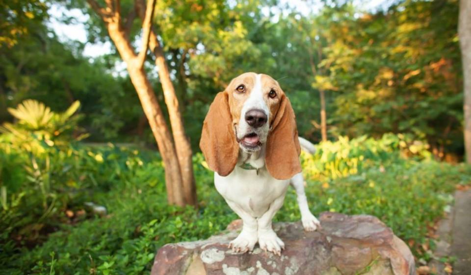 enneagram type one basset hound