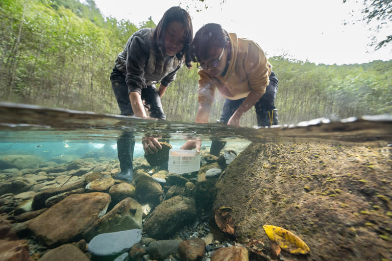 櫻花鉤吻鮭受精卵放入孵育盒 埋設溪流中 雪霸國家公園管理處櫻花鉤吻鮭復育小組人員在溪流 中埋設放有受精卵的盒子，待小魚孵化後可游出盒 外。 （雪霸國家公園管理處提供） 中央社記者趙麗妍傳真  113年6月9日 