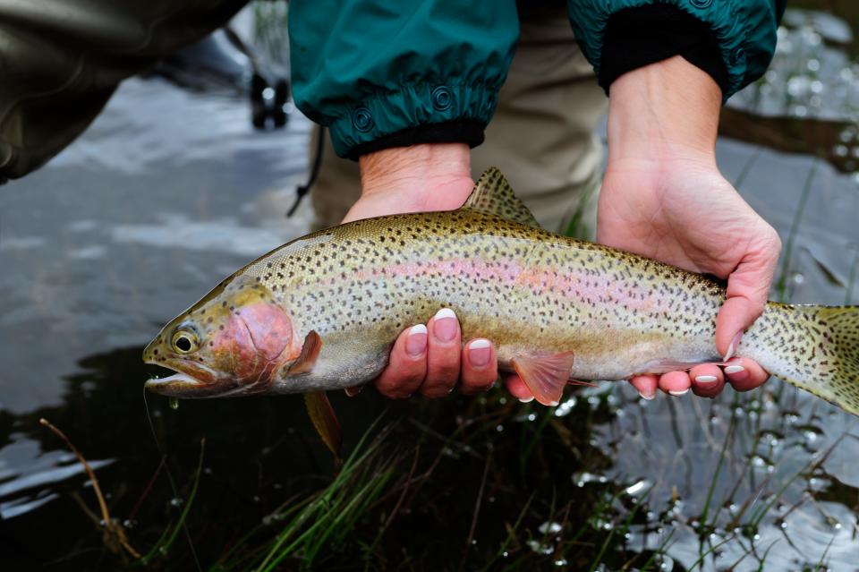 In this photo provided by Terry Gunn, an angler displays a rainbow trout caught at Lees Ferry near Marble Canyon, Ariz., May 10, 2010. From prized rainbow trout to protected native fish, declining reservoirs are threatening the existence of these creatures, and also increasing the cost of keeping them alive.