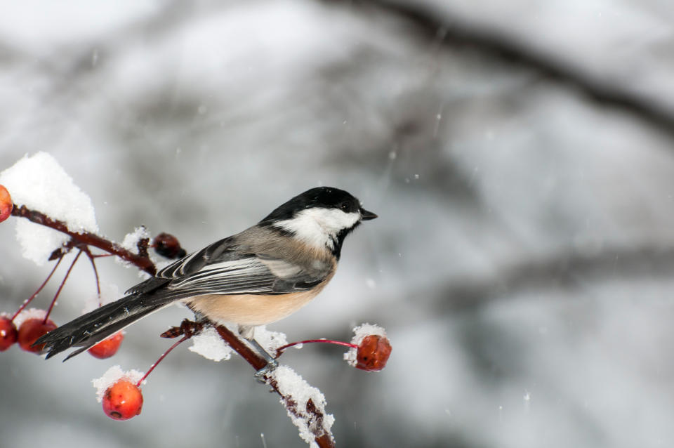 Black-Capped Chickadees