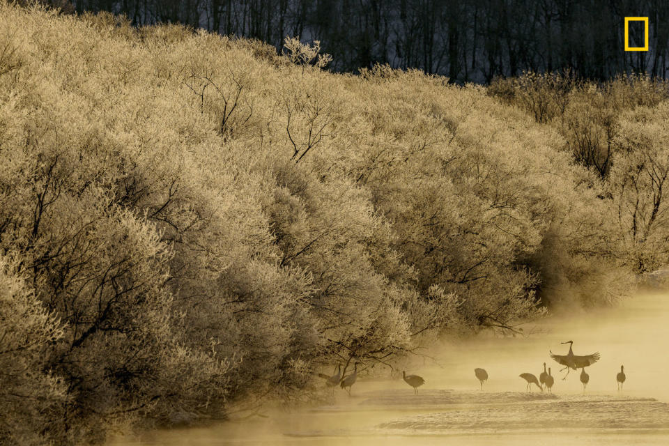 "Morning Cranes"