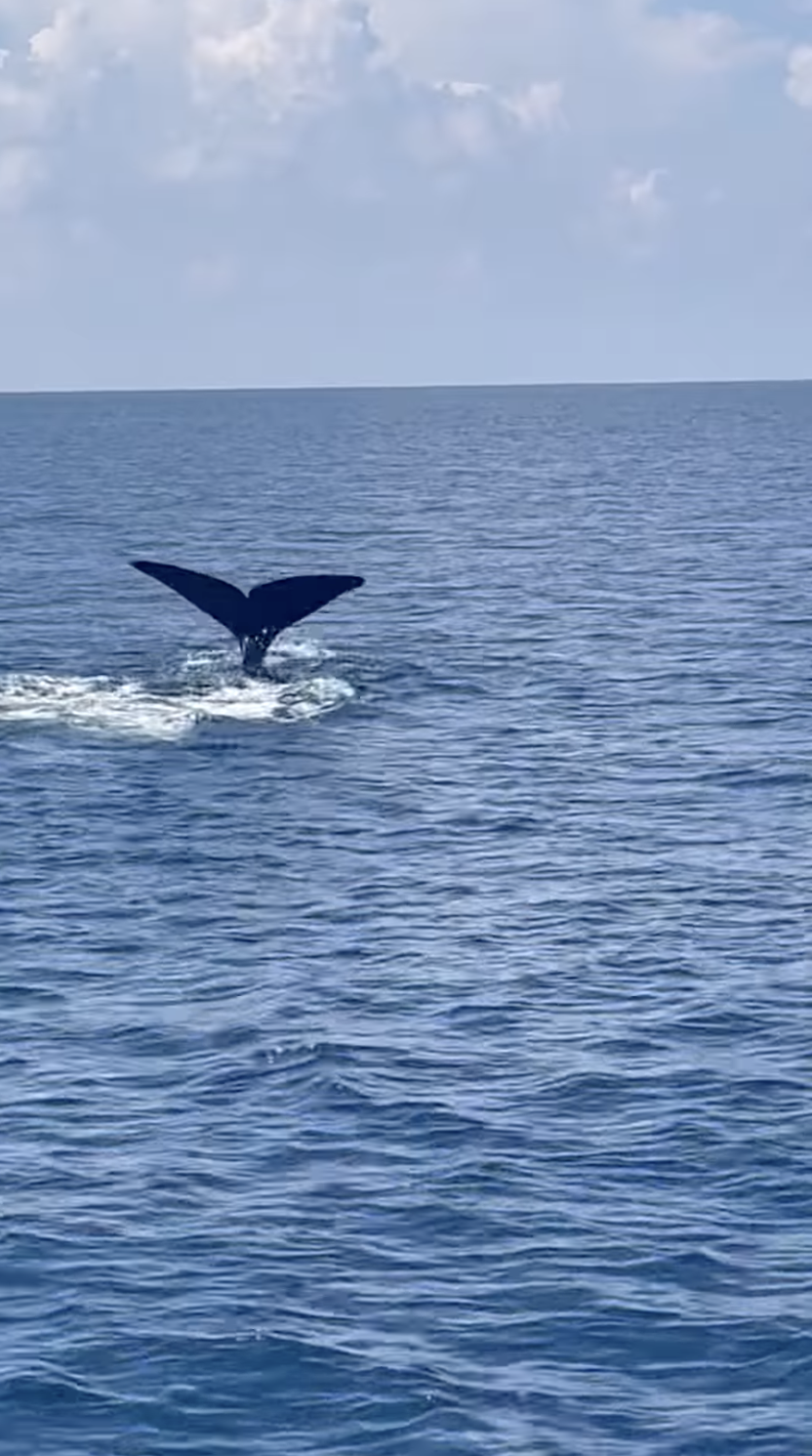 A screenshot taken from a video shared Sunday to the U.S. Coast Guard Venice station's Facebook page, which appeared to show three whales swimming in the Gulf of Mexico. The video was later removed from Facebook. / Credit: U.S. Coast Guard Venice Station / Facebook