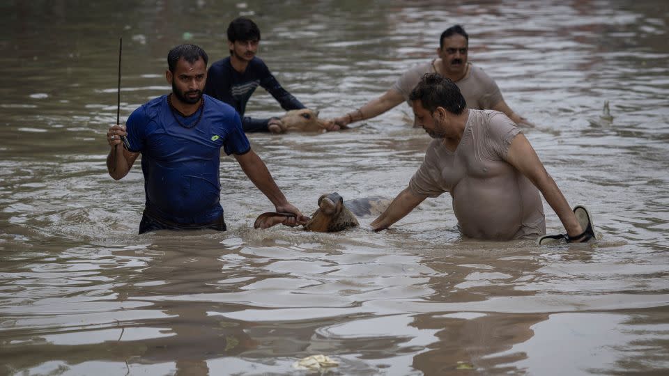 People rescue cows from a flooded locality after a rise in the water level of the  Yamuna River due to heavy monsoon rains, in New Delhi on July 13, 2023. - Adnan Abidi/Reuters