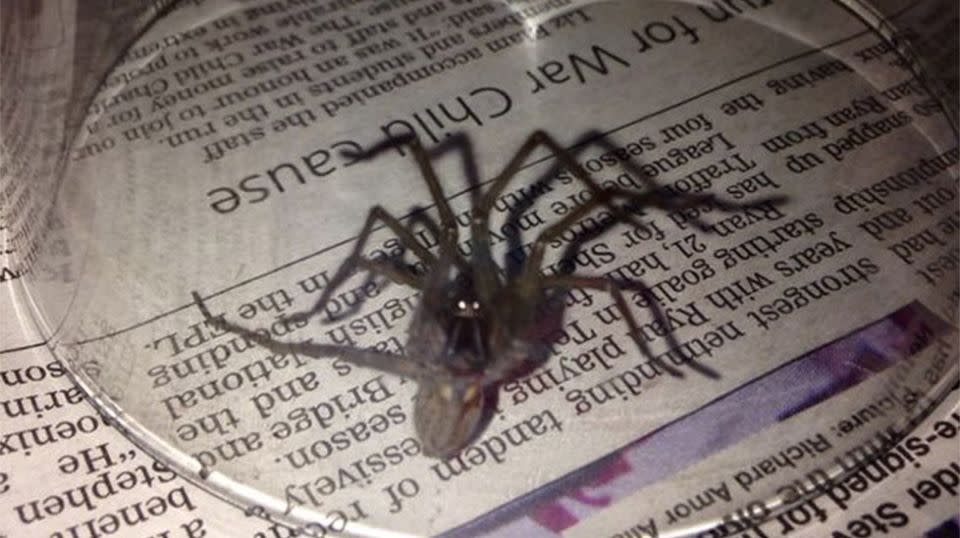 One terrified Manchester woman trapped this monster under a glass. Source: Facebook