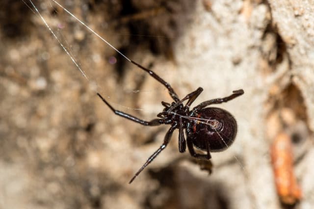 Venomous spiders invading UK homes after mild autumn