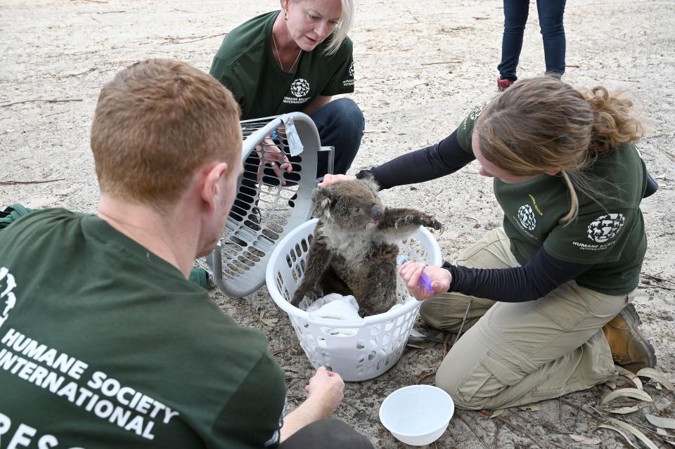 Kelly Donithan checks an injured koala rescued on Kangaroo Island. (Photo: PETER PARKS via Getty Images)