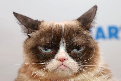 <span class="caption">Unfortunately it's much more subtle than Grumpy Cat. But knowing your cat's 'resting face' could help.</span> <span class="attribution"><a class="link " href="https://www.shutterstock.com/image-photo/new-york-april-4-2018-grumpy-1114115513" rel="nofollow noopener" target="_blank" data-ylk="slk:JStone/Shutterstock;elm:context_link;itc:0;sec:content-canvas">JStone/Shutterstock</a></span>