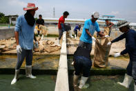 <p>Workers catch young crocodiles and put them into sacks at Sri Ayuthaya Crocodile Farm in Ayutthaya province, Thailand, May 23, 2017. (Photo: Athit Perawongmetha/Reuters) </p>