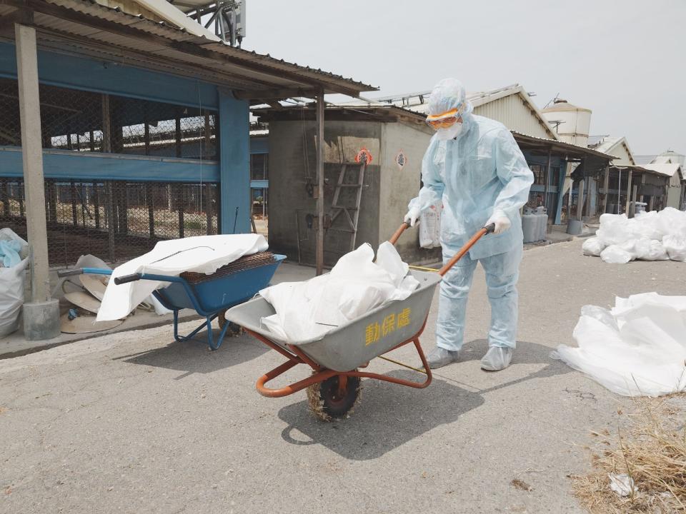 台南市佳里區佳興里一處土雞場傳出確診H5N1亞型高病原性禽流感疫情，動物防疫人員進行清運作業。南市府提供