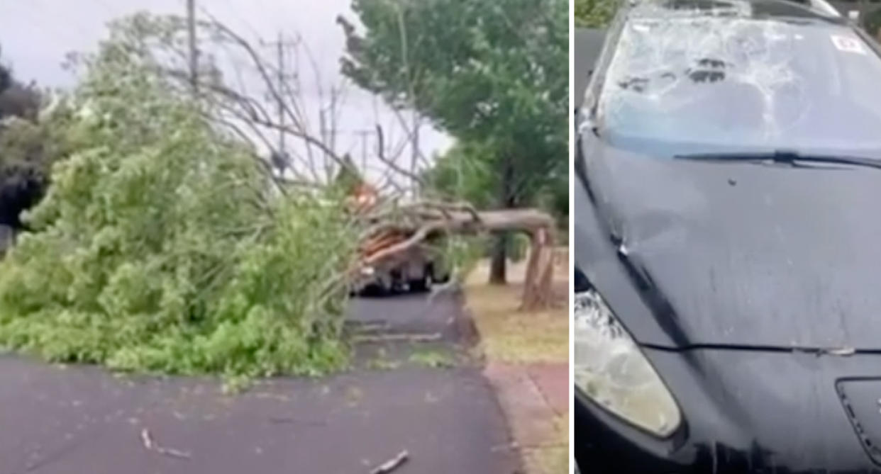 The tree snapped onto the road (left) and her car windscreen smashed after the tree fell (right). 