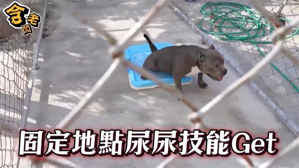 「草爺」百萬跑車全台僅10輛！　慘遭比特犬「小花」破壞