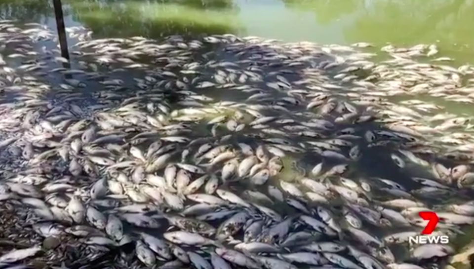 Thousands of fish line the river banks along the Darling River. Source: 7News