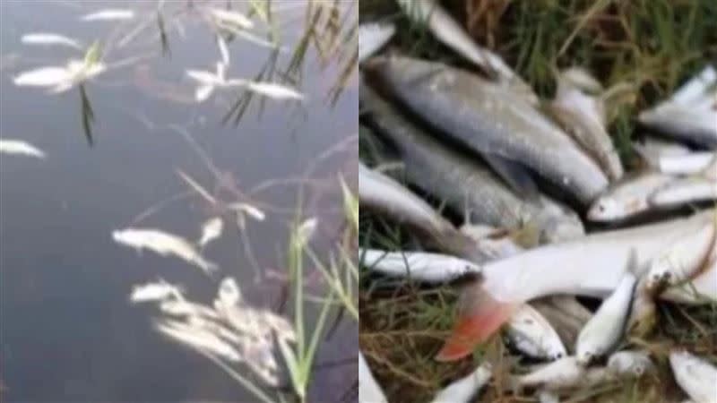 中國男子釣不到魚，便與3名友人倒入16瓶農藥，造成22萬條魚翻肚死亡。（圖／翻攝自微博）