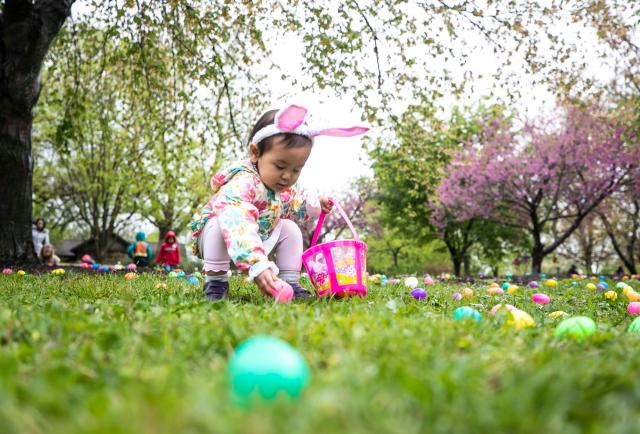 Ichika Ogura had bunny ears as she picked up plastic Easter eggs that were spread out before  at the Louisville Zoo. The egg hunt's wet weather still drew a small crowd out Saturday. April 20, 2019