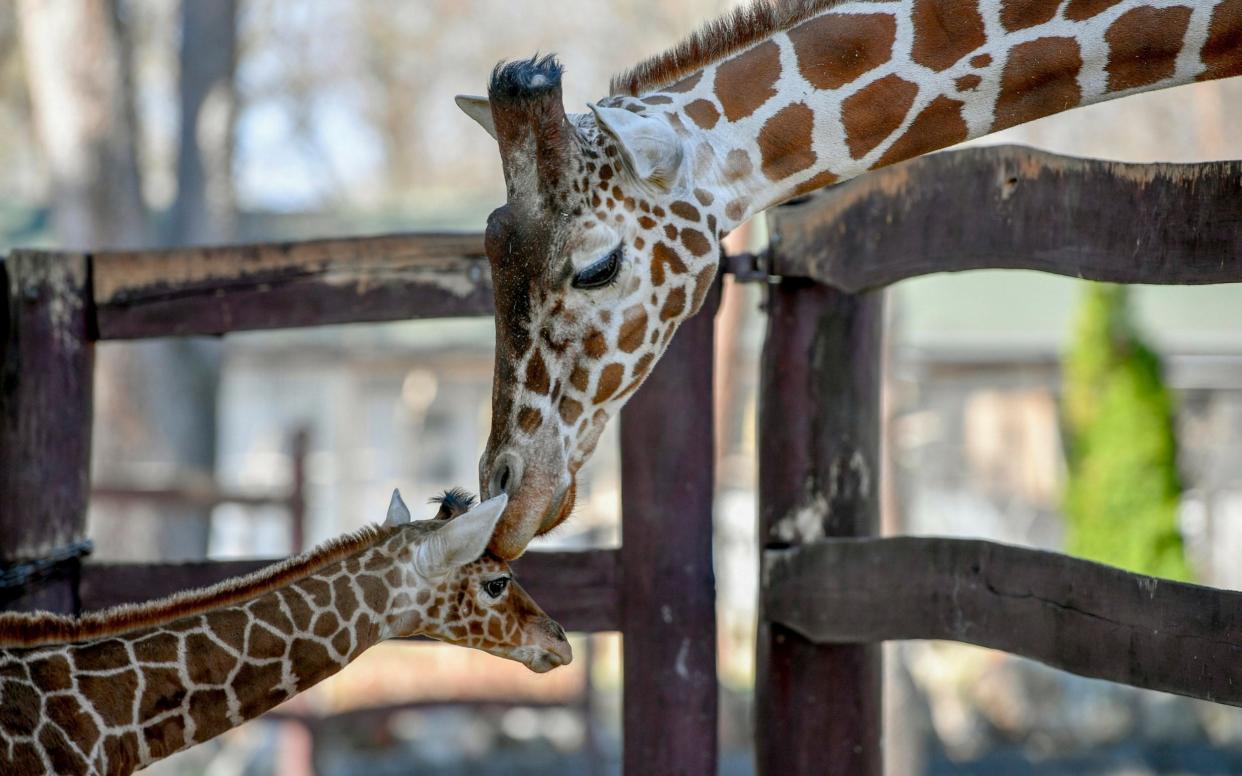 Giraffe bone handles, a Bible cover, and  a giraffe foot are among grisly items traded in the EU - MTI