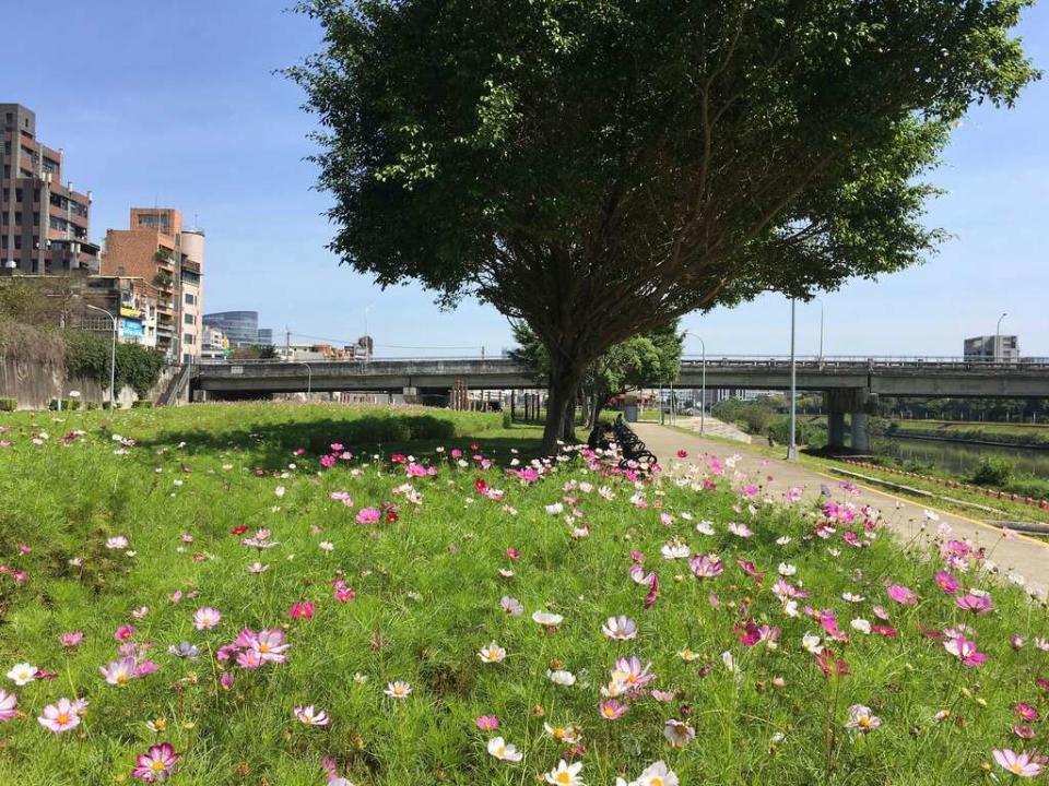 成美右岸河濱公園大波斯花海位於內湖成美右岸河濱公園成美橋下方。   圖：取自台北旅遊網