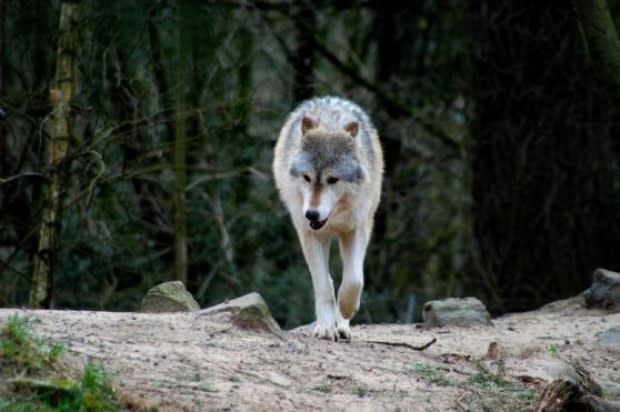 B.C. Conservation Service/Facebook