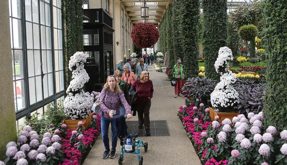 A wide variety of chrysanthemums in bloom in the East Conservatory of Longwood Gardens in Kennett Square, Pa.