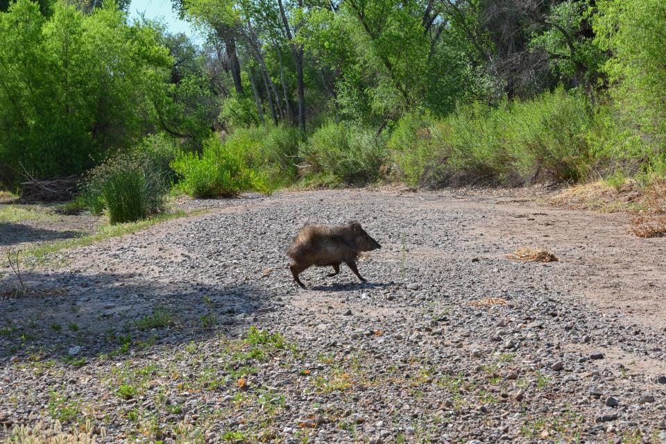 A javelina scampers across the dry bed of the San Pedro River on June 17, 2021.